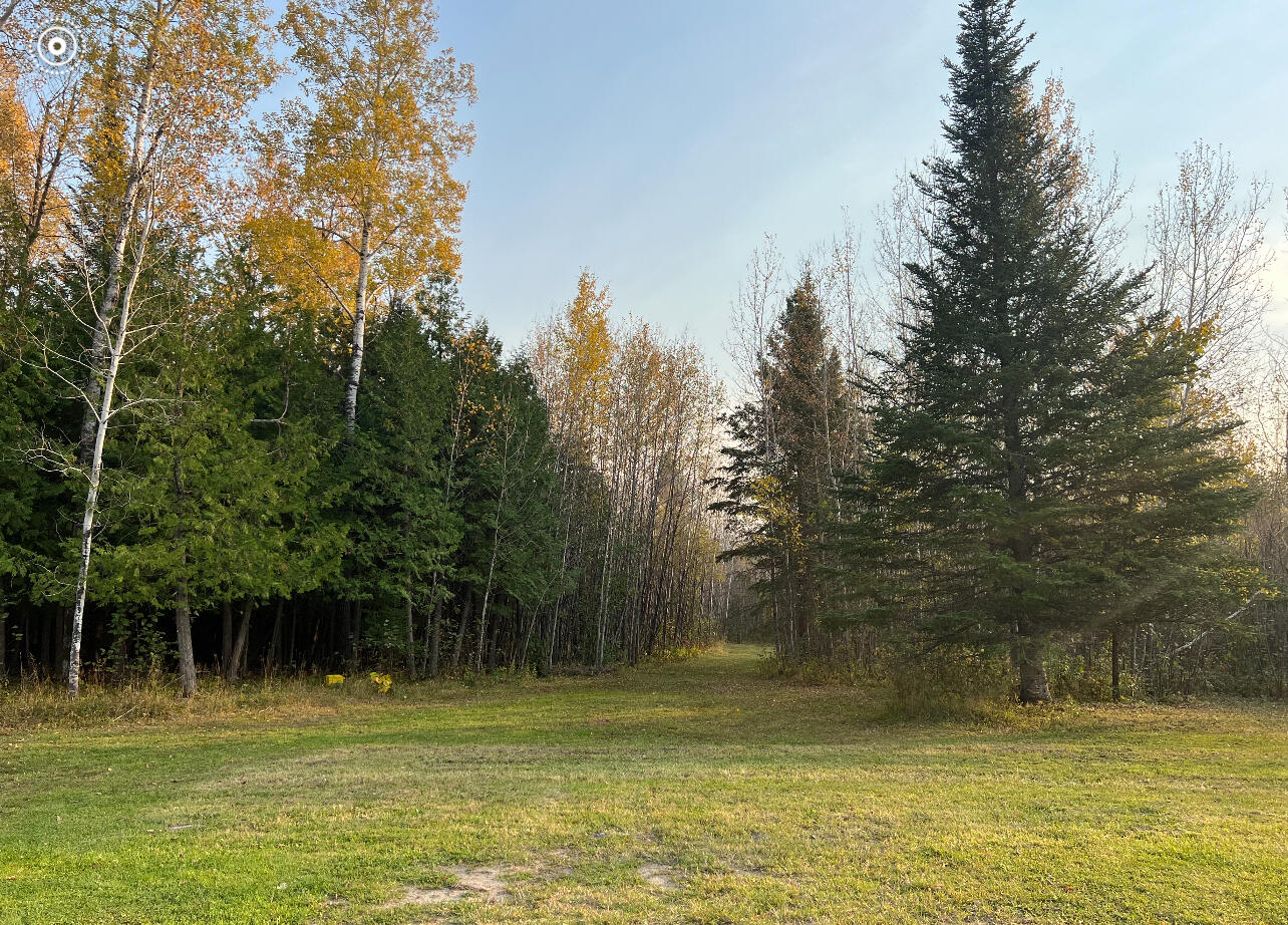 The Path to the Forest